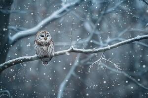 Barred Owl Perched on Branch in Snow, Nature Background photo