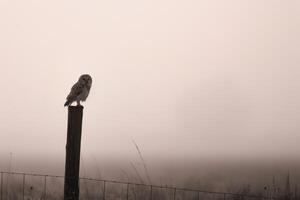 Bird Perched on Post in Fog, Nature Background photo
