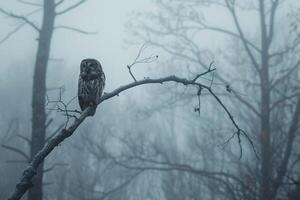 An Owl Sits on a Branch in the Fog photo