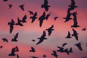 Flock of birds flying in sky at sunset photo