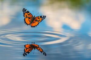Butterfly in water with reflection photo