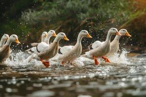 Group of ducks running through a river background photo