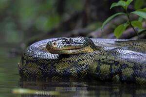 A Large Snake Resting on the Water with Background photo