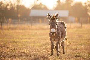 A Donkey Standing in a Field Background photo