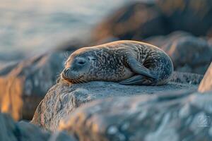 Seal Pup Rests on a Rock  the Ocean, Background photo