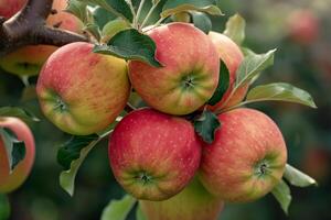 Bunch of Apples on a Tree, Background photo