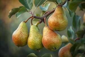 Pears on a Tree, Background photo