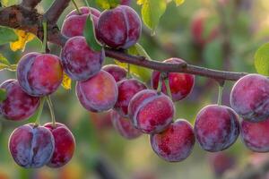 Plums on a Tree, Background photo