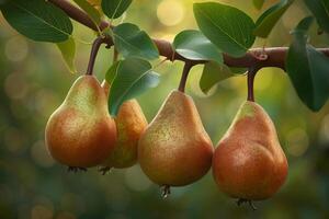 Three Pears Hanging from a Tree Branch, Background photo