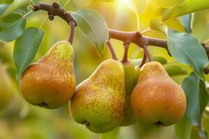 Pears on a Tree, Background photo