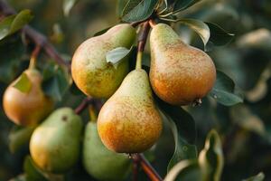 Pears on a Tree, Background photo