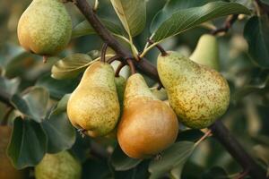 Bunch of Pears Hanging on a Tree, Background photo