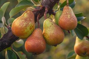 Bunch of Pears Hanging on a Tree Branch, Background photo