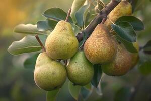Pears Hanging from Tree Background photo