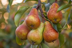 Pears on Tree Background photo