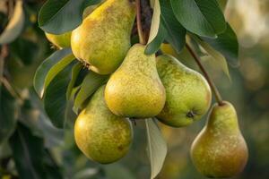 Pears Hanging from Tree Background photo