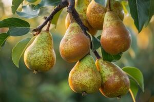 Pears on Tree in the Garden Background photo