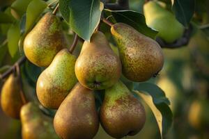 Pears Hanging from Tree Background photo