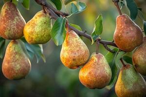 Pears on Tree Background photo
