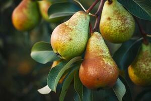 Pears on Tree Background photo