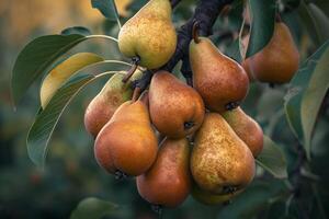 Pears Hanging from Tree Background photo