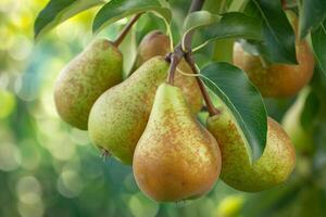 Pears Hanging from Tree Background photo