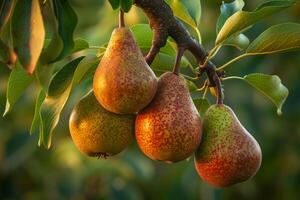 Pears on Tree Background photo