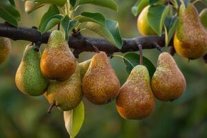 Pears on Tree Background photo