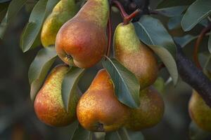 Pears on Tree Background photo