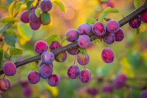 Plums on Tree Branch Background photo