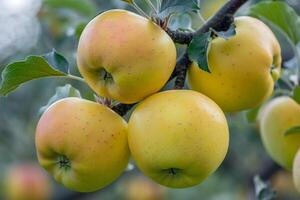 Apples on Tree Background photo
