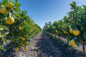 Row of trees with lemons growing on them background photo