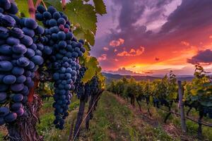 Grape vines in vineyard at sunset background photo