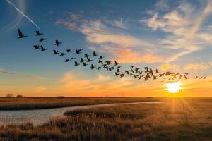 A Flock of Birds Flying over a Field at Sunset Background photo