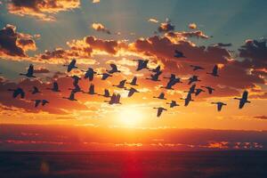 A Flock of Birds Flying in the Sky at Sunset Background photo