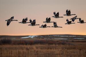 Flock of Birds Flying in Sky Background photo