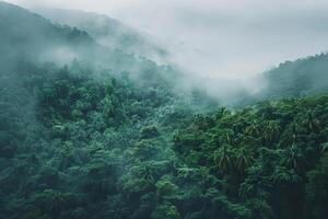Forest with Trees and Fog in Background photo