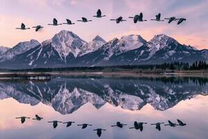 Geese Flying over Lake with Mountains in Background photo