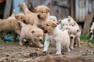 A Group of Puppies Running in the Dirt with Field Background photo