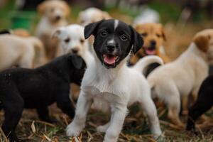 A Group of Puppies Standing in a Field with Field Background photo