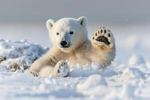 Polar Bear Playing in the Snow Background photo