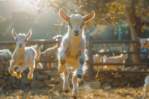 Goats Running in a Field with Sun Shining Background photo
