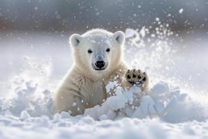 Polar Bear Cubs in the Arctic Background photo