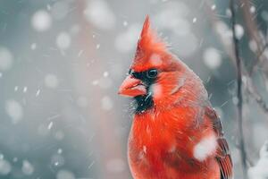Red Bird with Black Beak Standing in Snow Background photo