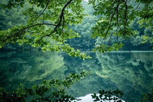 Lake Surrounded  Trees and Green Leaves Background photo