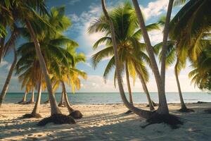 Palm trees on tropical beach background photo
