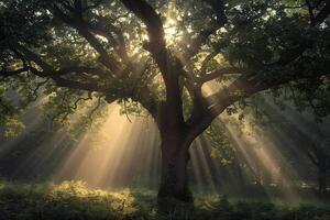 Sunbeams shine through the branches of a tree background photo