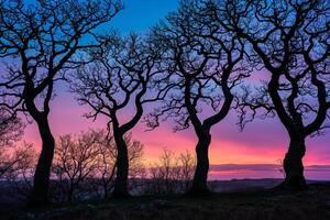 A group of trees silhouetted against a purple sky background photo