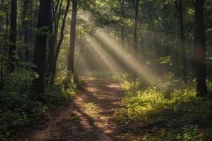 Sunbeams shine through the trees on a dirt path background photo