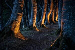 Path in the Woods with Trees Lit Up at Night Background photo